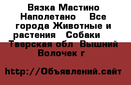 Вязка Мастино Наполетано  - Все города Животные и растения » Собаки   . Тверская обл.,Вышний Волочек г.